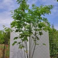 落葉樹のススメ 大阪枚方の設計事務所eee Works